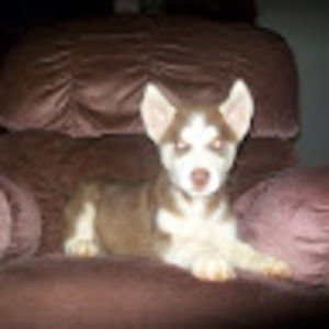 Meet your Posher, Brandon